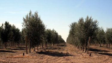 Una olivícola sanjuanina quedó entre las 10 mejores del mundo