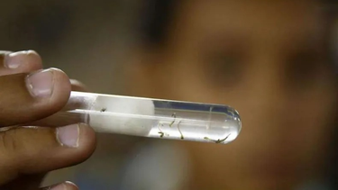 A pesar de las últimas lluvias, aún no se detectó en San Juan la presencia del mosquito transmisor del dengue.