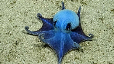 ¡Una ternura!: descubren nueva especie de diminuto pulpo azul en las islas Galápagos