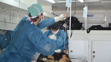 Arrancó la esterilización de mascotas en Rivadavia