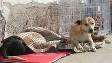 En Capital será hasta 46% más barato esterilizar mascotas