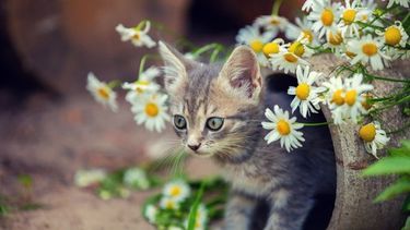 Fragancia felina: crean un perfume con olor a gato