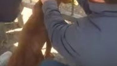 Video: así salvaron a un perrito que quedó atrapado entre rejas