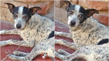 “Es un bombón”, dijeron sobre el perro. Foto gentileza.