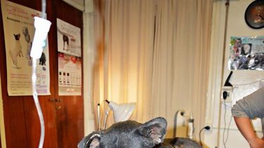 Le mataron todos los cachorros y ahora la atropellaron: piden ayuda