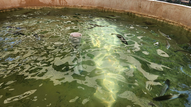 El paso a paso de la cría del pejerrey que comenzó en San Juan.