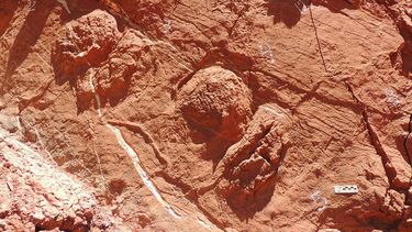 Las huellas de dinos halladas en el camino minero sanjuanino son de, al menos, dos especies desconocidas