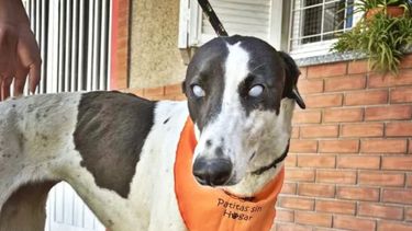 En San Juan buscan un hogar para Diana, una perra víctima de maltrato