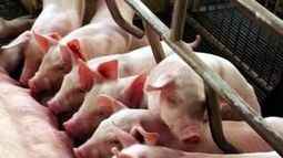 Este viernes nueva capacitación porcina