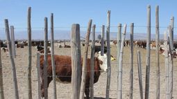 Licitan la elaboración del proyecto definitivo del matadero provincial