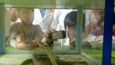 Terror en la escuela Cecilio Ávila: alumnos encontraron una víbora