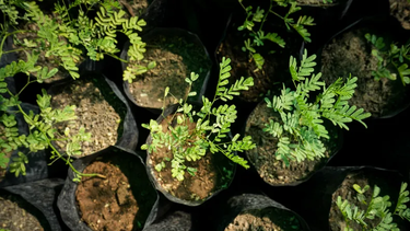 Arranca la producción de árboles en el Vivero de Especies Nativas.
