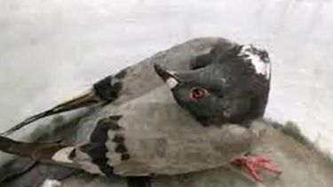 Terror por una enfermedad que convierte a palomas en zombies