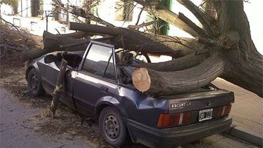 Por la lluvia hubo un árbol caído y a una casa le ingresó el agua