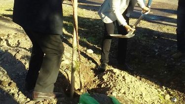 Ambiente comenzó la forestación de Rivadavia