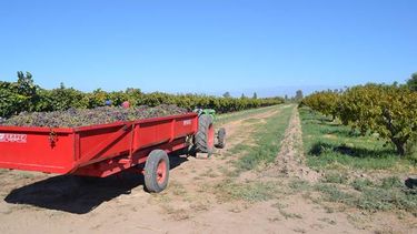 Se realizará una nueva jornada de cosecha asistida de la Vid