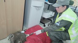 Gendarmes rescataron a la cría de un ñandú andino que estaba herida al costado de la ruta