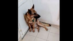 Conocé a Simón, el perro más pistero de Pocito