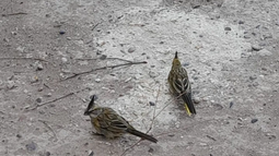 Los cardenales amarillos que fueron trasladados desde San Juan a Río Negro. Los cardenales amarillos que fueron trasladados desde San Juan a Río Negro.