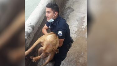 Héroe en las redes: un policía evitó que un perro muriese ahogado en un canal de Albardón