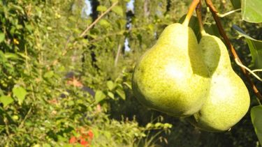 Peras y manzanas para todos, desde Iglesia