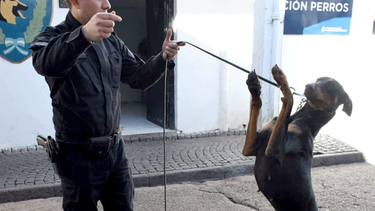 Huellas Azules: los perritos retirados de la Policía Federal buscan hogar