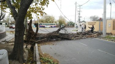 Pudo haber sido una tragedia: un árbol enorme cayó frente a un micro hospital