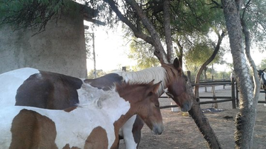 Misterio y preocupación en Valle Fértil por la constante aparición de animales degollados