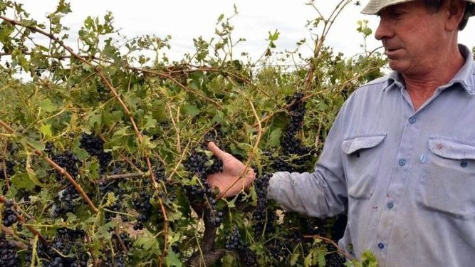 Rige el seguro agrícola provincial para productores afectados por el granizo