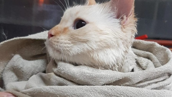 Los secretos de una experta sanjuanina para cuidar a los gatos.