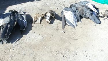 Cóndores escaparon del temporal en Cordillera y murieron por comer perros envenenados