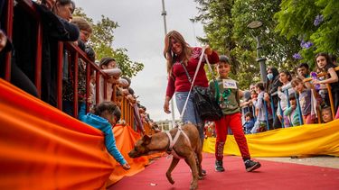 Santa Lucía - desfile de mascotas
