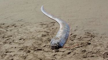El pez del fin del mundo fue encontrado en una playa mexicana y encendió la alarma de los científicos.