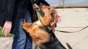 Por qué tu perro te salta al verte llegar y los tips para evitarlo