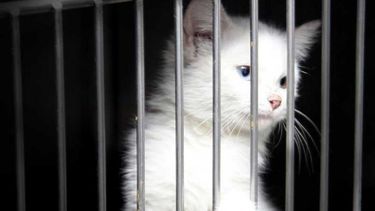 Proteccionistas aseguran que un menor de Santa Lucía tortura mascotas y lo graba