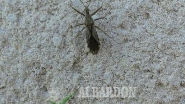 Preocupación en un barrio de Albardón por la aparición de gran cantidad de vinchucas