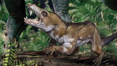 La historia de la reveladora investigación de la “ardilla de La Era de Hielo”