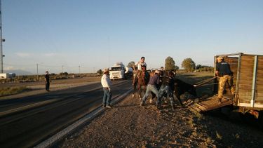 Secuestraron caballos, cabras y ovejas sueltas en rutas sanjuaninas