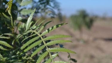 Ambiente convoca a la presentación de proyectos de forestación
