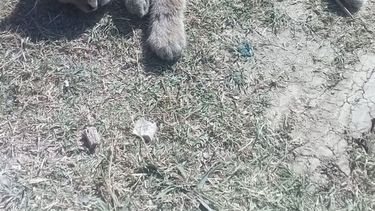 Encontraron muerto a un puma cachorro en Ullum