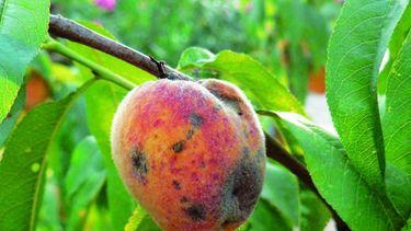 Este jueves, capacitación sobre plagas en Calingasta