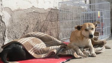 Operativo de Esterilización de Mascotas: el quirófano, en Calingasta