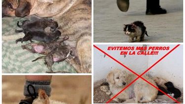 Esterilización masiva de perros y gatos
