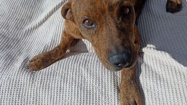 El renacer de Eva, la perra que ataron, torturaron y tiraron en un basural&nbsp;