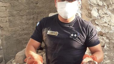 Rescataron una iguana en un descampado en Pocito