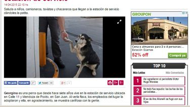 Georgina, la perra más famosa de Pocito ahora es nacional