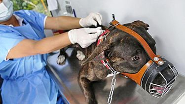 ¿Para qué sirve y cuánto cuesta el chip para perros potencialmente peligrosos que exigen en San Juan?