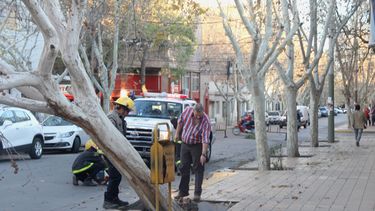 Peligro en el centro por un árbol a punto de caer