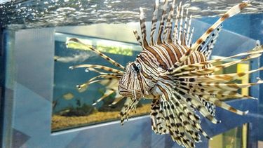 Cómo es la vida del Pez León, la estrella acuática del Parque de la Biodiversidad