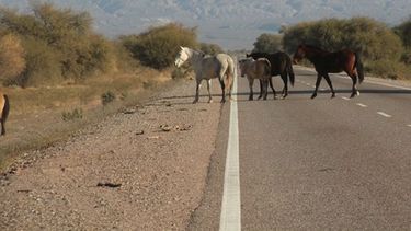 Alambrarán la Ruta 20, pero temen el vandalismo